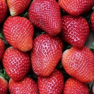 Buah Strawberry Segar 120G