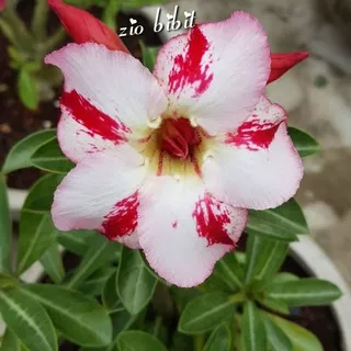 Benih Adenium Kamboja Jepang Lady Roses Biji Benih Bibit