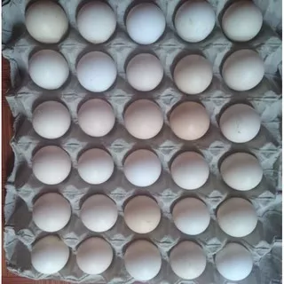 telur ayam arab