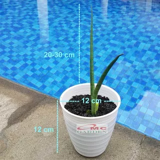 Lidah Mertua Sansevieria Sansivera Sansiviera Sensiviera Sp Cylindrica Bojer Tombak Belut LMC-2030