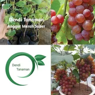 Bibit Pohon Anggur Merah Red Prince Super / Buah Anggur Stek Batang
