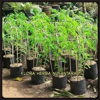 HARGA MIRING Pohon Saga Bibit Saga Tanaman Saga Daun Saga Manis Saga Rambat