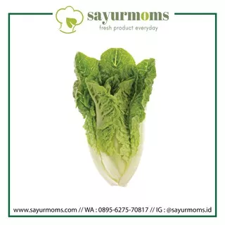 Romaine Lettuce 500 gr - 1 kg Surabaya