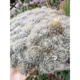 Bibit kaktus mammilaria prolifera sudah akar/kaktus cabai putih/kaktus potelan/kaktus pasaman murah