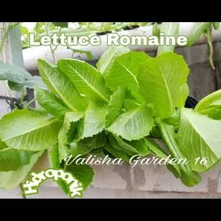 Bibit Lettuce 50 Butir