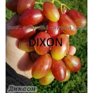 bibit anggur DIXON