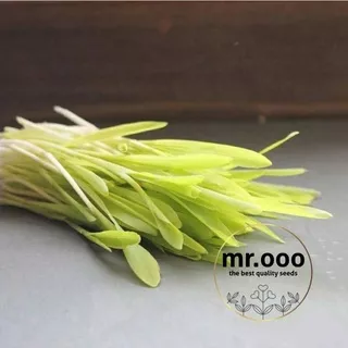 Microgreens Corn - Yellow Popcorn (Organic) - 10 Gram (+/- 55 benih) - Repack Benih USA