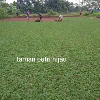 Jual rumput gajah mini uk 1x1m2 full lebih lebat dan hijau tukang taman