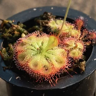 Biji Drosera Burmanii, Benih Droesra Burmanii, Drosera burmani