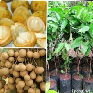 Bibit Buah Duku Palembang Unggul Okulasi