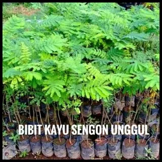 Paket 10 Bibit Pohon Kayu Sengon Solomon Super F1 / Albasia / Siap tanam