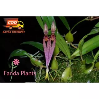 anggrek bulbophyllum bulbophyllum anggrek bulbophyllum biflorum anggrek cymbidium