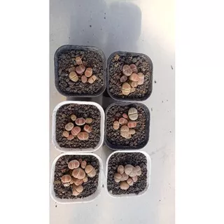 LITHOPS