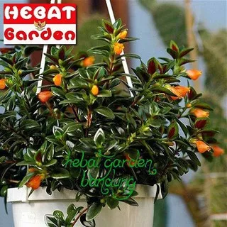 Lipstik bunga orange-nematanthus gregarius