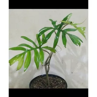 Tanaman Philo Mayoi Tanaman Philodendron Mayoi Tanaman Philo Xanadu
