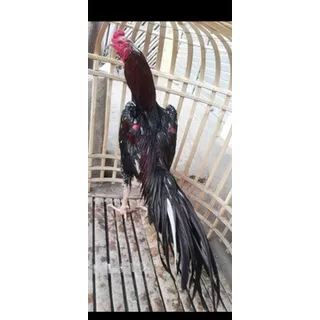 Ayam PAKHOY Umur 8-10 Bulanan Siap Gebug