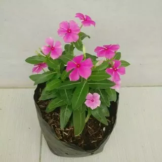 Tanaman bunga vinca pink merah