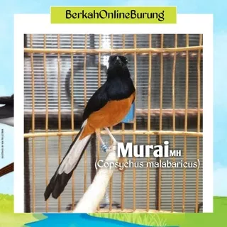 Burung Murai Batu MH Jantan Ekor Panjang Prospek Rawatan