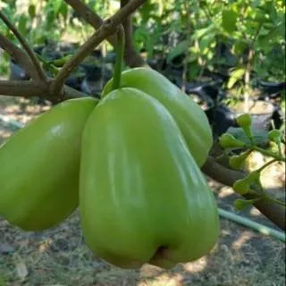 Bibit jambu Super green