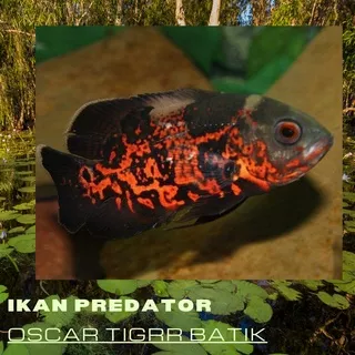 ikan Oscar tiger batik - baby Oscar Ukuran 2 - 3 Cm cocok untuk Aquascape Aquarium / ikan predator / ikan air tawar / hewan peliharaan / terlaris / ikan hias murah / Burayak - anakan