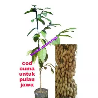 Bibit buah kepel tinggi 1meter // bibit kepel // benih kepel // tanaman buah kepel // kepel