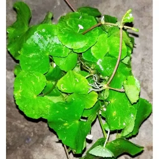 100 GR tanaman herbal daun antanan daun pegagan segar 100 gr daun lebar