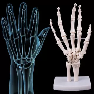 Model Kerangka Tangan Manusia Ukuran Asli Untuk Belajar Anatomi Tubuh
