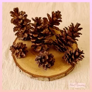 Pinus | Pinecones | terrarium artificial  | bahan crafts | bunga pinus