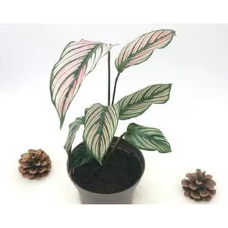 Tanaman hias Calathea white fushion peacok plant