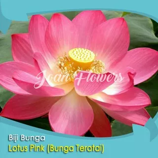 Bibit Tanaman Bunga Teratai Lotus Pink Benih Bibit Tanaman Hias Untuk Dekorasi Rumah