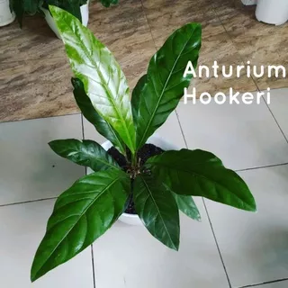 Anthurium Hookeri / Anthurium Jemani hookeri