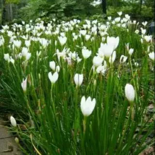 Tanaman hias kucai bunga putih