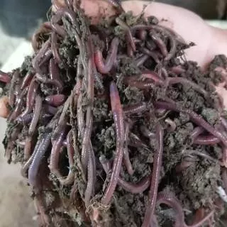 Pakan umpan ternak unggas ikan belut lumbricus budidaya alami 1 kg tanah cacing merah ANC hidup