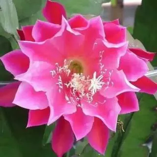 Tanaman Wijaya Kusuma bunga pink - tanaman hias Wijaya Kusuma - Wijaya kusuma