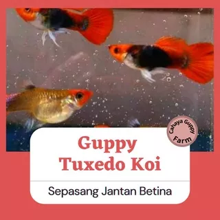 ikan hias guppy Tuxedo Koi Sepasang / ikan hias aquarium / ikan hias aquascape / indukan