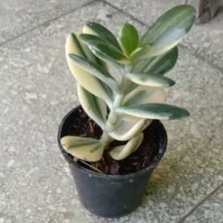 Jade plant variegata / crasula ovata variegata / money tree (ukuran kecil)