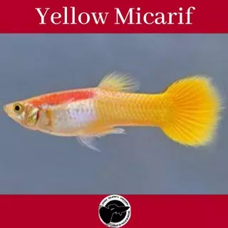 Ikan Guppy Yellow Micarif / Guppy Yellow / Ikan Guppy