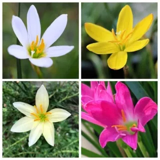 (bisa COD) tanaman hias rain lily/kucai tulip/kulukus bunga warna putih
