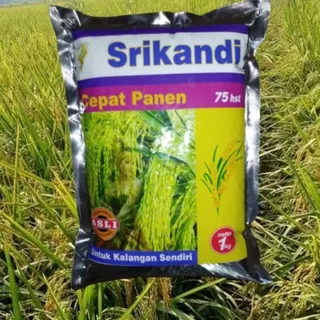 Benih Padi Srikandi bibit padi Srikandi padi cepat panen Indonesia Bojonegoro Surabaya Malang tuban