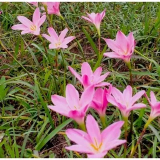 ( BISA COD ) Tanaman Hias Kucai Tulip Bunga Pink & Putih / Bunga Hias Lili Pink / Hiasan Taman Lily Pink / Bunga Tulip / Bunga Lily Pink