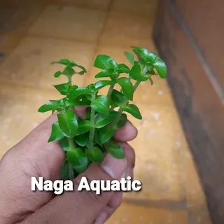 Tanaman Aquascape Bacopa Green Full Air