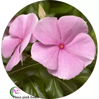 benih biji tanaman hias bunga Vinca pink hollo