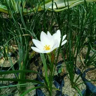 Tanaman hias kucai tulip bunga putih
