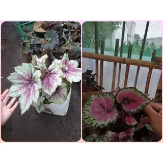 Paket 2 Tanaman Begonia Special Akhir Tahun