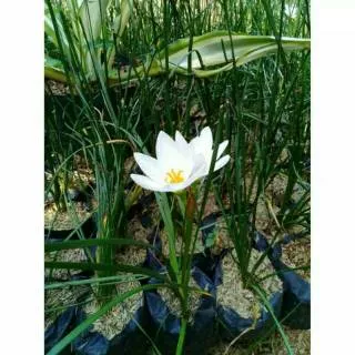 PROMO Tanaman hias kucai tulip bunga putih kucai bunga