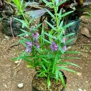 Tanaman Lavender