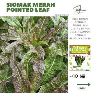 Benih selada SIOMAK MERAH RED POINTED LEAF -+10 BIJI Tanaman bibit sayuran hidroponik merk farm daily repack MURAH