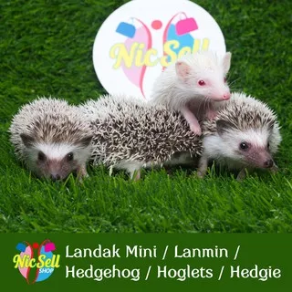 Landak Mini / Lanmin / Hedgehog / Hoglets / Hedgie salt and pepper albino pinto cinnicot