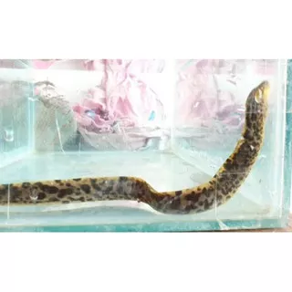 moray tiger eel 30-35  cm up , gymnothorax polyuranodon