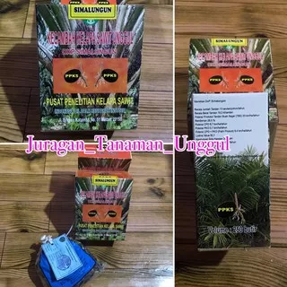 Kecambah Polong Kelapa Sawit PPKS SIMALUNGUN Benih Unggul